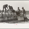 Unloading baskets of spinach from truck at railroad platform, La Pryor, Texas