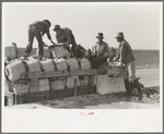 Unloading baskets of spinach from truck at railroad platform, La Pryor, Texas