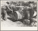 Using peaveys in handling timber at camp near Effie, Minnesota