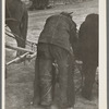 Farmer in cowboy chaps, Sheridan County, Montana