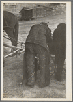 Farmer in cowboy chaps, Sheridan County, Montana