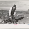 Mexican sugar beet worker, near Fisher, Minnesota