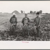 Mexican beet workers, near Fisher, Minnesota