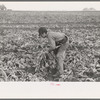 Young boy beet worker, near Fisher, Minnesota