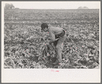 Young boy beet worker, near Fisher, Minnesota