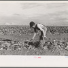 Young boy beet worker, near Fisher, Minnesota
