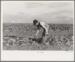 Young boy beet worker, near Fisher, Minnesota