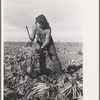 Young girl working in the beet fields, near Fisher, Minnesota