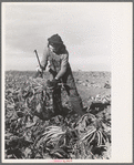 Young girl working in the beet fields, near Fisher, Minnesota