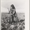 Young girl working in the beet fields, near Fisher, Minnesota