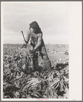 Young girl working in the beet fields, near Fisher, Minnesota