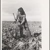 Young girl working in the beet fields, near Fisher, Minnesota