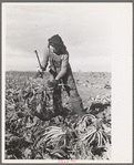 Young girl working in the beet fields, near Fisher, Minnesota