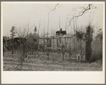 Farmhouse and yard, pine area, New Jersey
