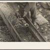 Gold miner working in sluice box, Two Bit Creek, South Dakota