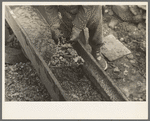 Gold miner working in sluice box, Two Bit Creek, South Dakota