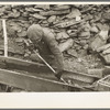 Gold miner working in sluice box, Two Bit Creek, South Dakota