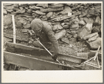 Gold miner working in sluice box, Two Bit Creek, South Dakota