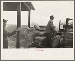 Southeast Missouri Farms. FSA (Farm Security Administration) client, former sharecropper moving with all possessions on truck from old home to new house