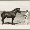 Stallion belonging to farm manager. Southeast Missouri Farms