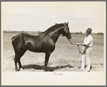 Stallion belonging to farm manager. Southeast Missouri Farms