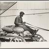 Southeast Missouri Farms. FSA (Farm Security Administration) client sitting on load of cotton seed