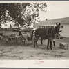 Southeast Missouri Farms. Mules and wagon in front of cooperative store