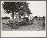 New Madrid County, Missouri. FSA (Farm Security Administration) client with mules and wagon in front of cooperative store