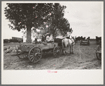 New Madrid County, Missouri. FSA (Farm Security Administration) client with mules and wagon in front of cooperative store