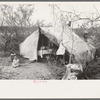 Tent home of white migrant family near Harlingen, Texas