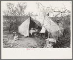 Tent home of white migrant family near Harlingen, Texas