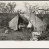 Tent home of white migrant family near Harlingen, Texas