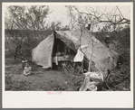 Tent home of white migrant family near Harlingen, Texas