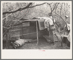 White migrant worker living in camp with two other men, working on lean-to which is to be his sleeping quarters. Near Harlingen, Texas