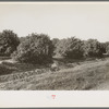 Citrus grove being irrigated near San Juan, Texas