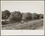 Citrus grove being irrigated near San Juan, Texas