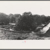 Citrus grove being irrigated near San Juan, Texas