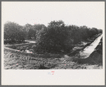 Citrus grove being irrigated near San Juan, Texas