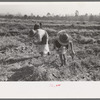 Children of sharecropper picking up sweet potatoes in field near Laurel, Mississippi