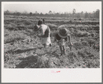 Children of sharecropper picking up sweet potatoes in field near Laurel, Mississippi