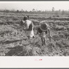 Children of sharecropper picking up sweet potatoes in field near Laurel, Mississippi