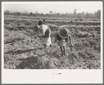 Children of sharecropper picking up sweet potatoes in field near Laurel, Mississippi