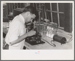 Chemist running microscopic test on sweet potato starch at plant, Laurel, Mississippi