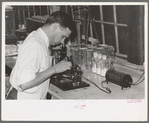 Chemist running microscopic test on sweet potato starch at plant, Laurel, Mississippi