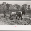 Plowing up sweet potatoes near Laurel, Mississippi