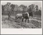 Plowing up sweet potatoes near Laurel, Mississippi