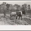 Plowing up sweet potatoes near Laurel, Mississippi