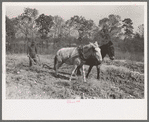 Plowing up sweet potatoes near Laurel, Mississippi