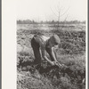 Child of sharecropper picking up sweet potatoes near Laurel, Mississippi