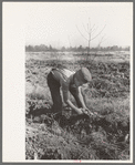 Child of sharecropper picking up sweet potatoes near Laurel, Mississippi